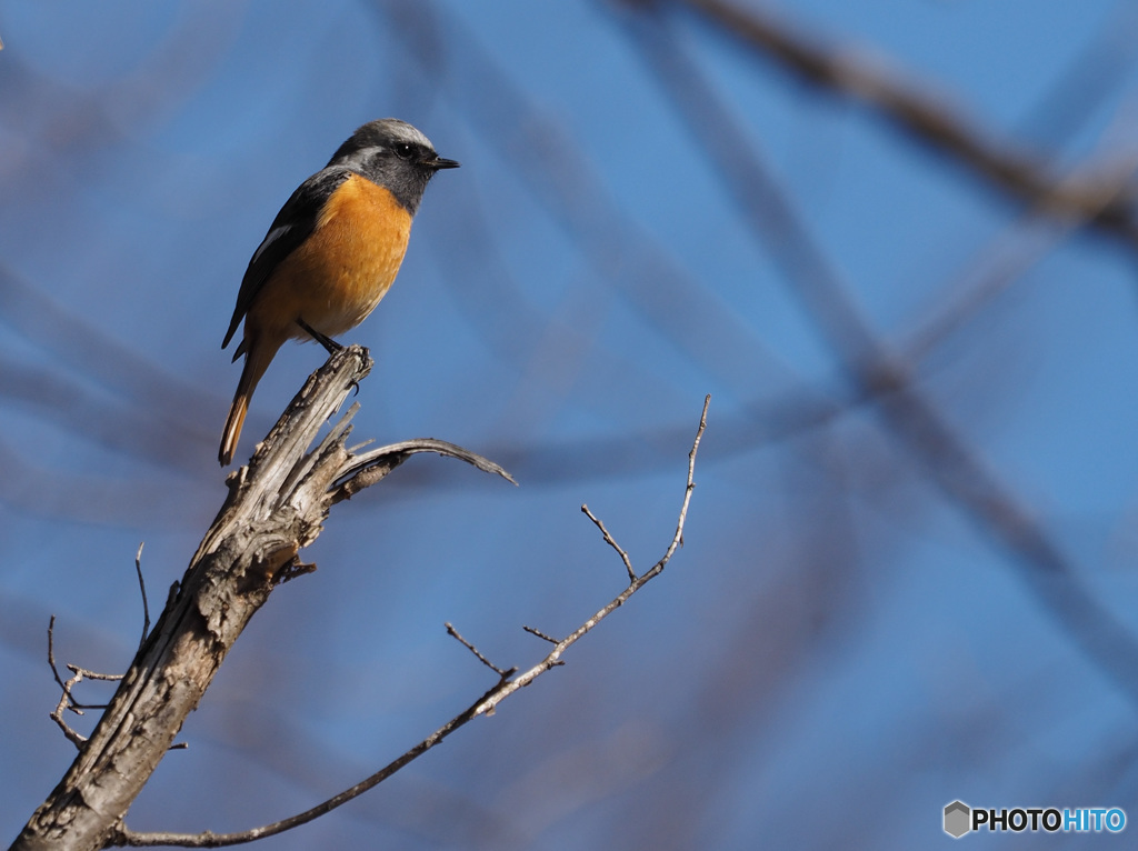 Nature「今年も来てくれました」