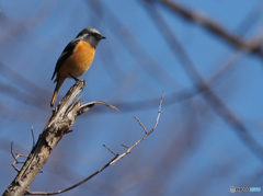 Nature「今年も来てくれました」