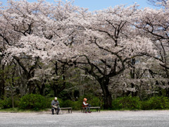 Nature「さくらの木のしたで」