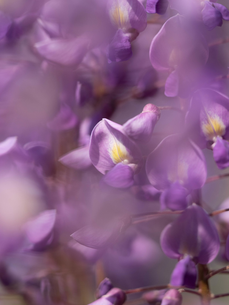 Nature「足利藤まつり」
