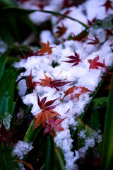 Natur「前夜の雪残る・ここは横浜三渓園」