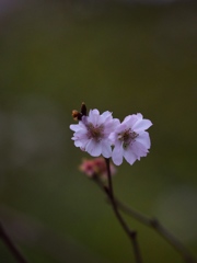 Nature「寒桜」