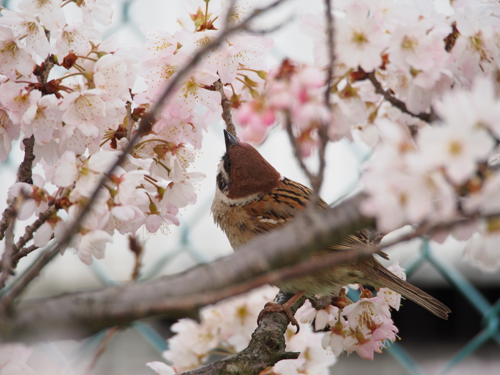 Nature「春のさえずり」