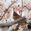 Nature「春のさえずり」