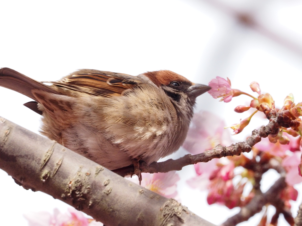 Nature「さくらに接吻」
