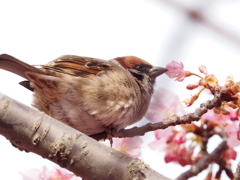 Nature「さくらに接吻」