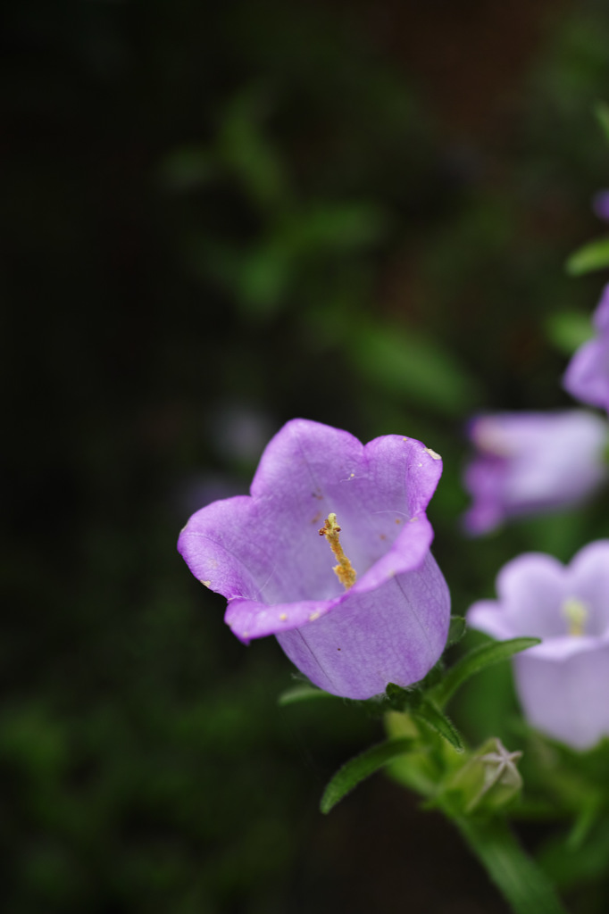 Nature「明月院」