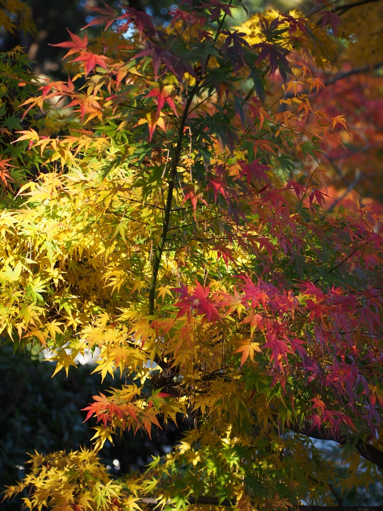 Nature「Autumn」