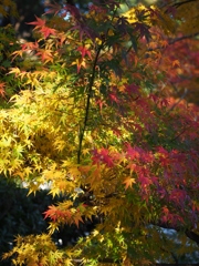 Nature「Autumn」
