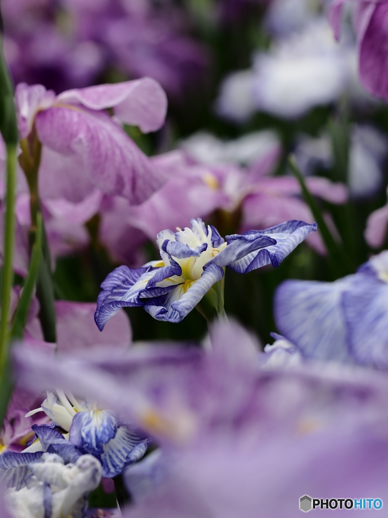 Nature「花菖蒲」