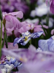 Nature「花菖蒲」