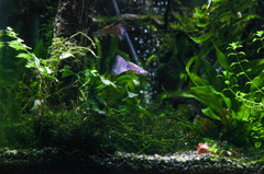 Nature{aqua]