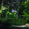 Nature{aqua]