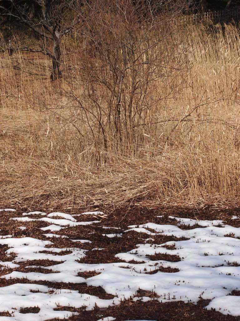 Nature「四季の森散歩」