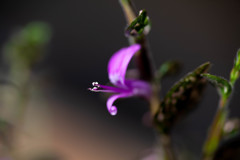 Nature「ヒポエスタスの花」