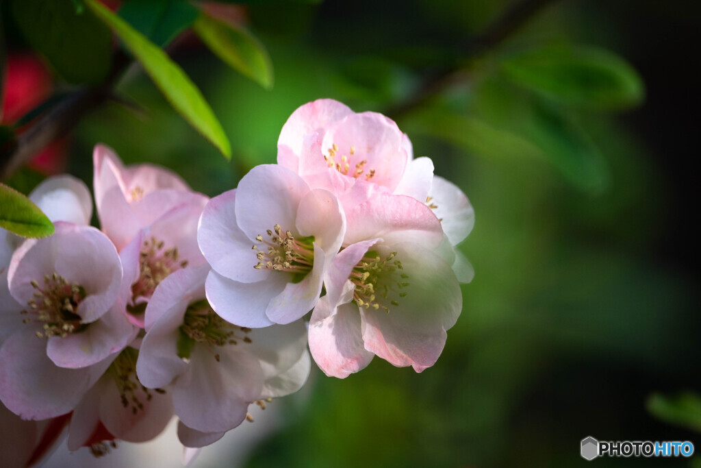 Nature『帷子川の春」