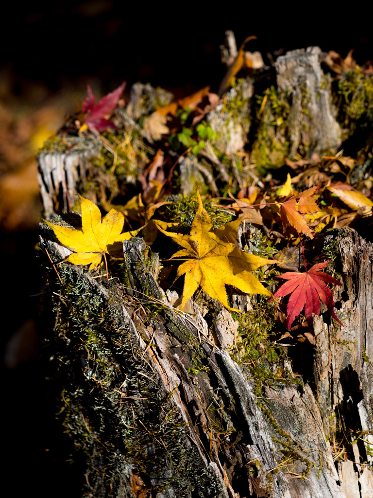 Nature「山中湖紅葉」