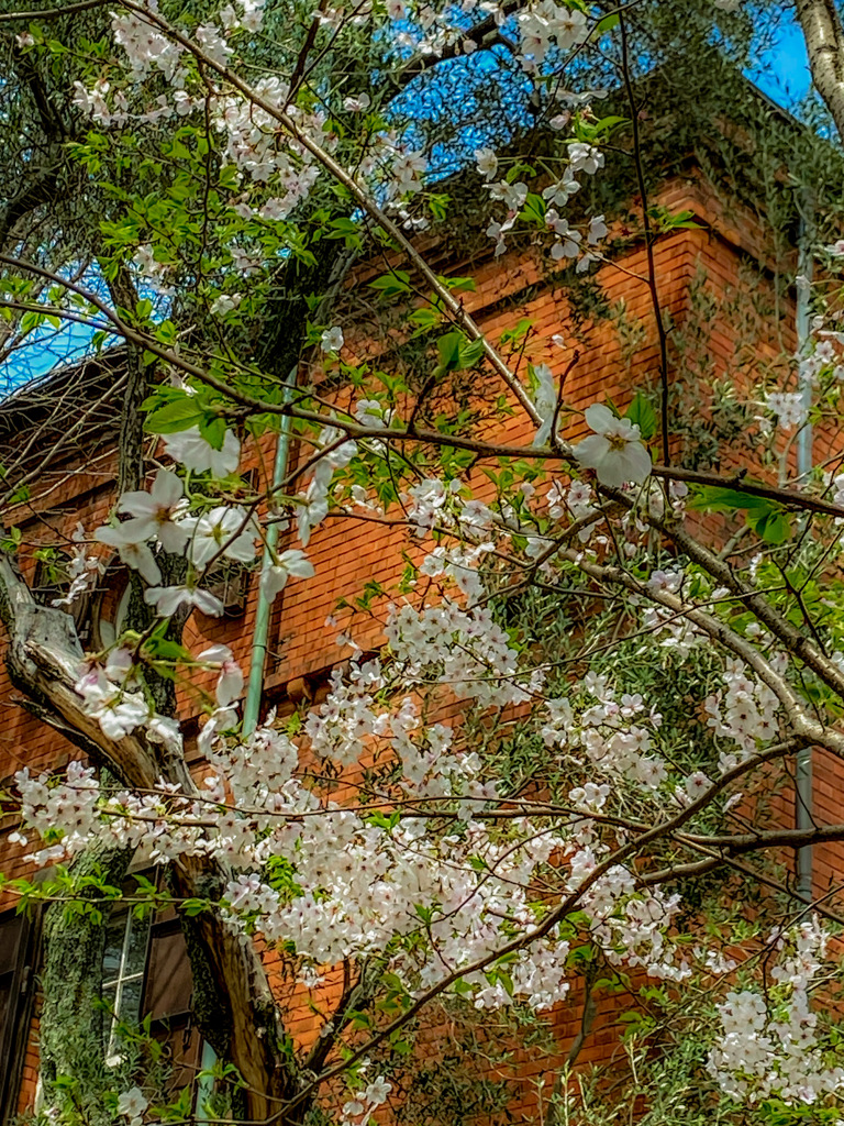 Nature「東京芸大」