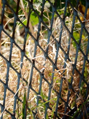 Nature「帷子川の早春歌」