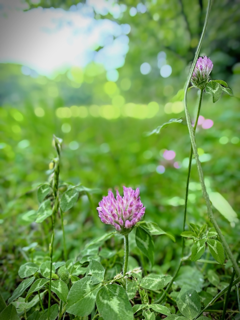 Nature[県立四季の森公園]