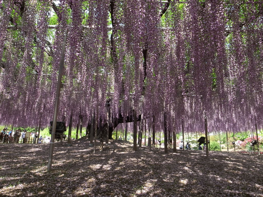 Nature「大藤の花」