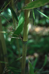 Nature「修善寺竹林の小径」