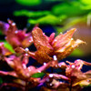 Nature「CO2」