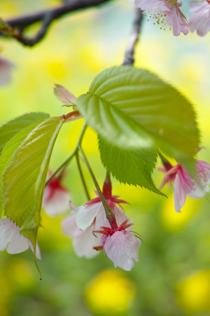 Nature「河津桜」