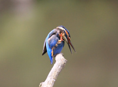 Nature「ごめんなさい」