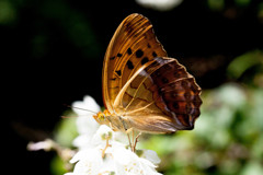 Nature「四季の森」