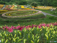 南くりこま高原一迫ゆり園