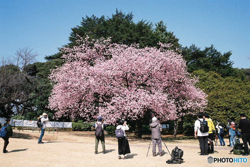 Nature「フィルム新宿御苑」