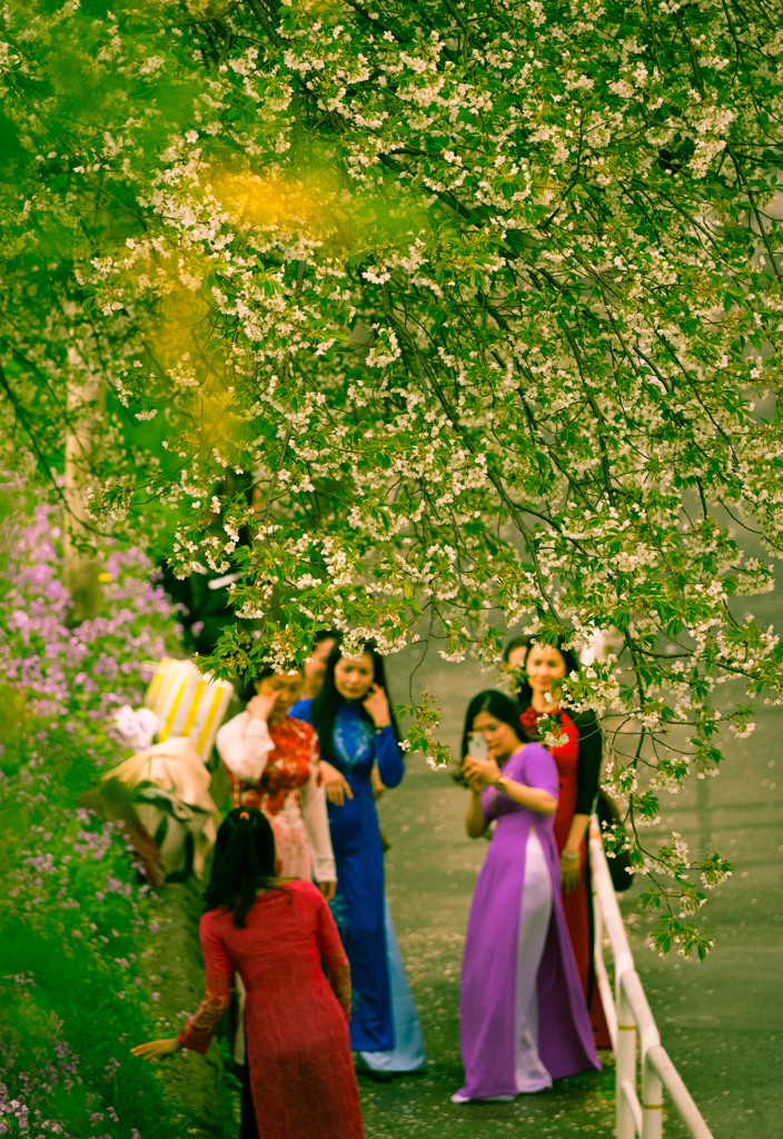 Nature「さくらの下で」