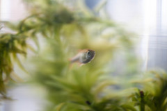 Nature「シルバーチップテトラ」