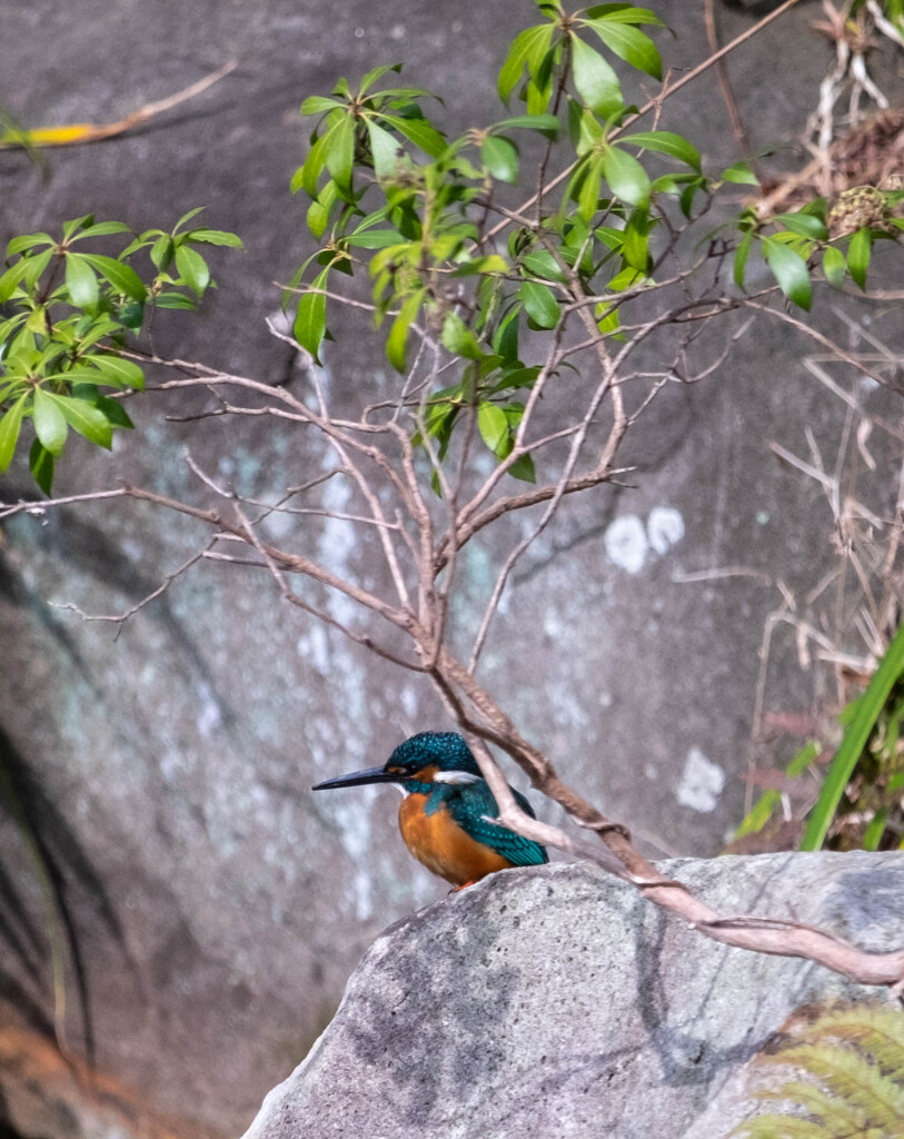 Nature「さすが古都のカワセミこの品よさ」
