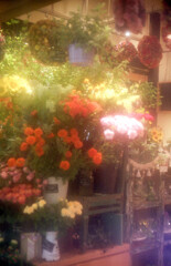 Nature「オールドレンズと横浜」