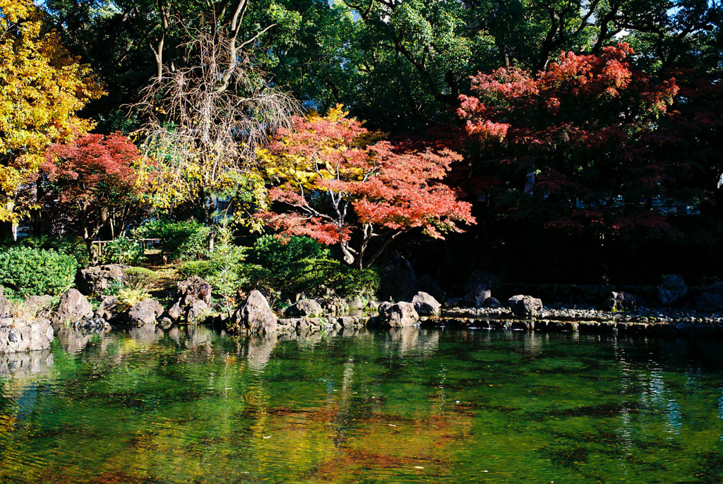 Nature「ネガフイルム横浜」