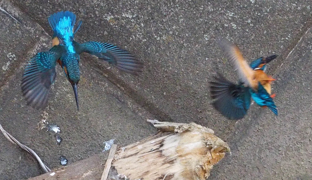 Nature「早春」
