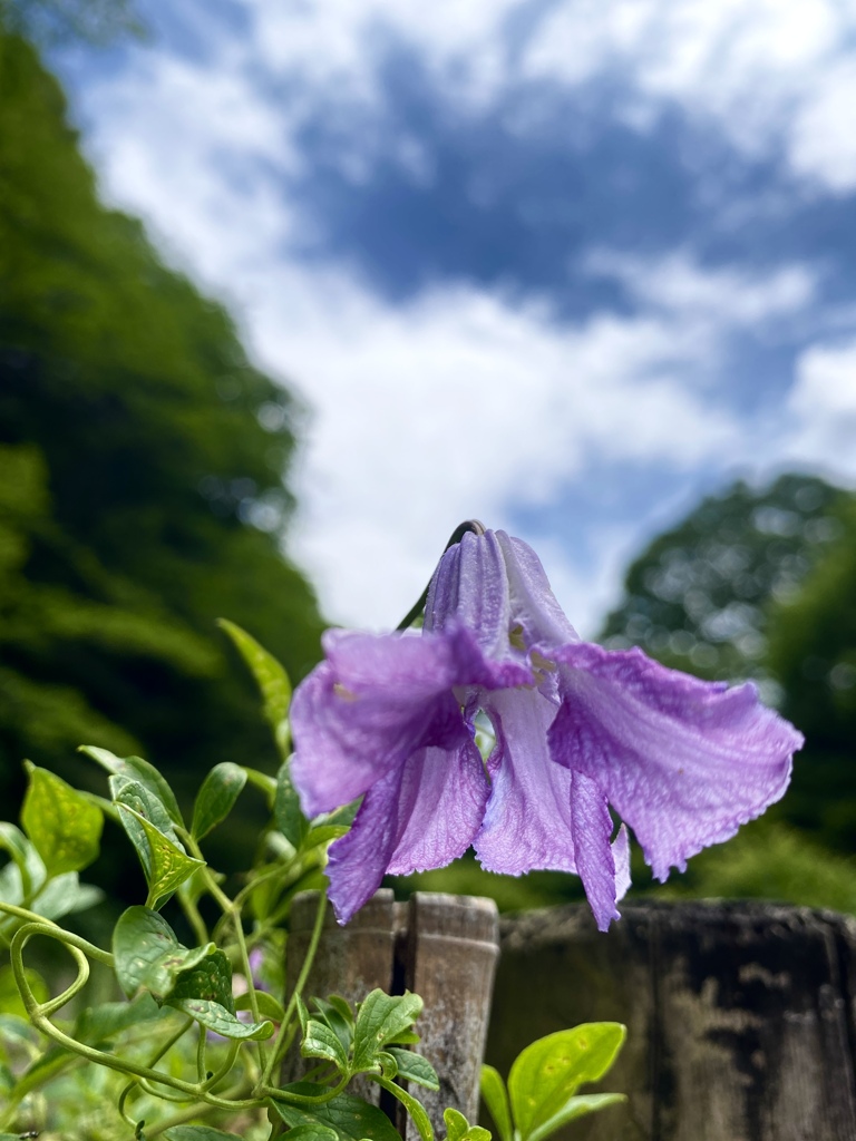Nature[県立四季の森公園]