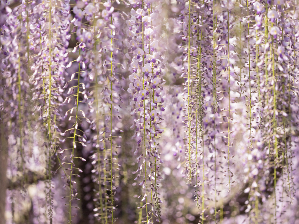 Nature「足利藤まつり」