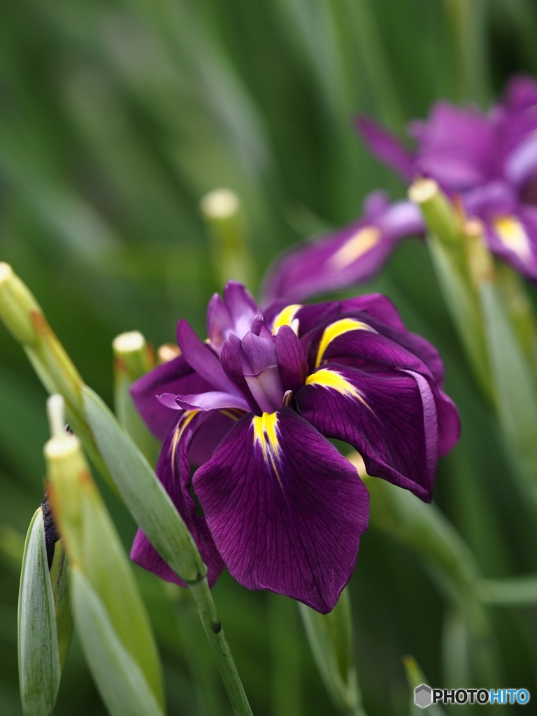 Nature「花菖蒲」