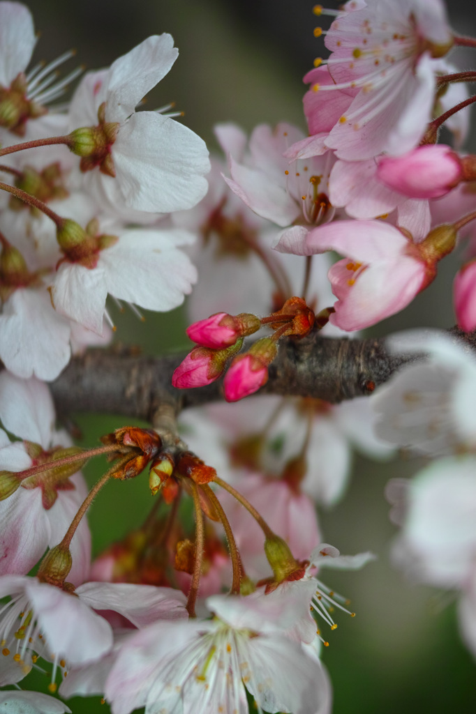 Nature「さくら満開」