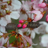 Nature「さくら満開」