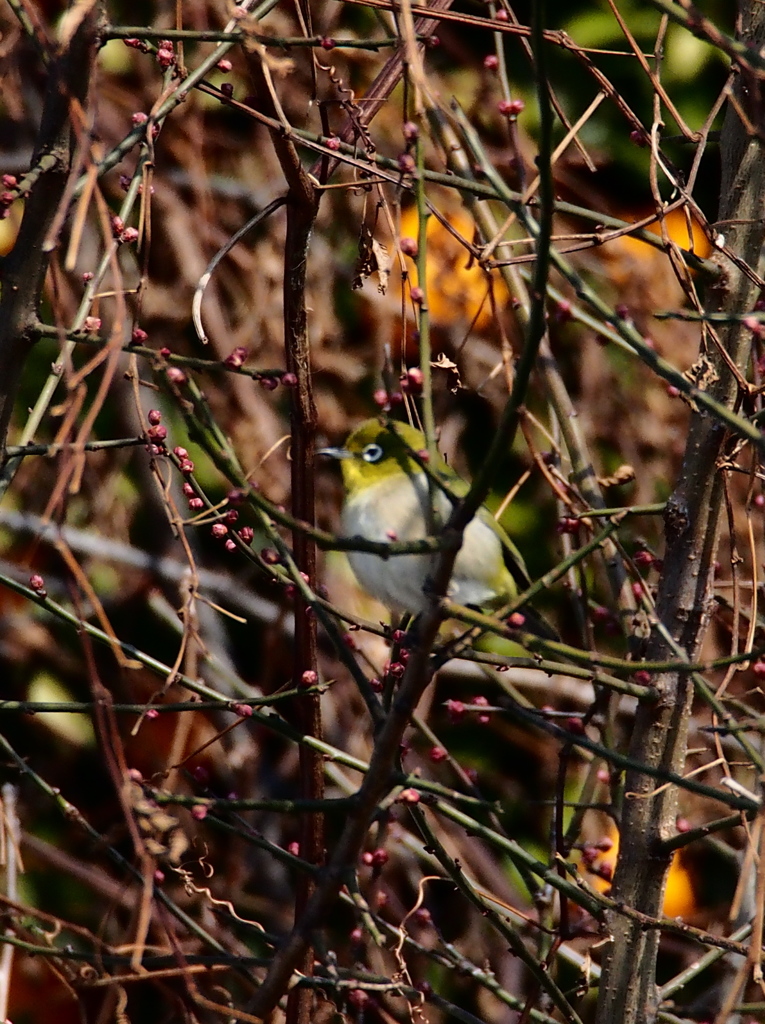 Nature「帷子川の早春歌」