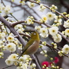 Nature「こちらは湯島天神」