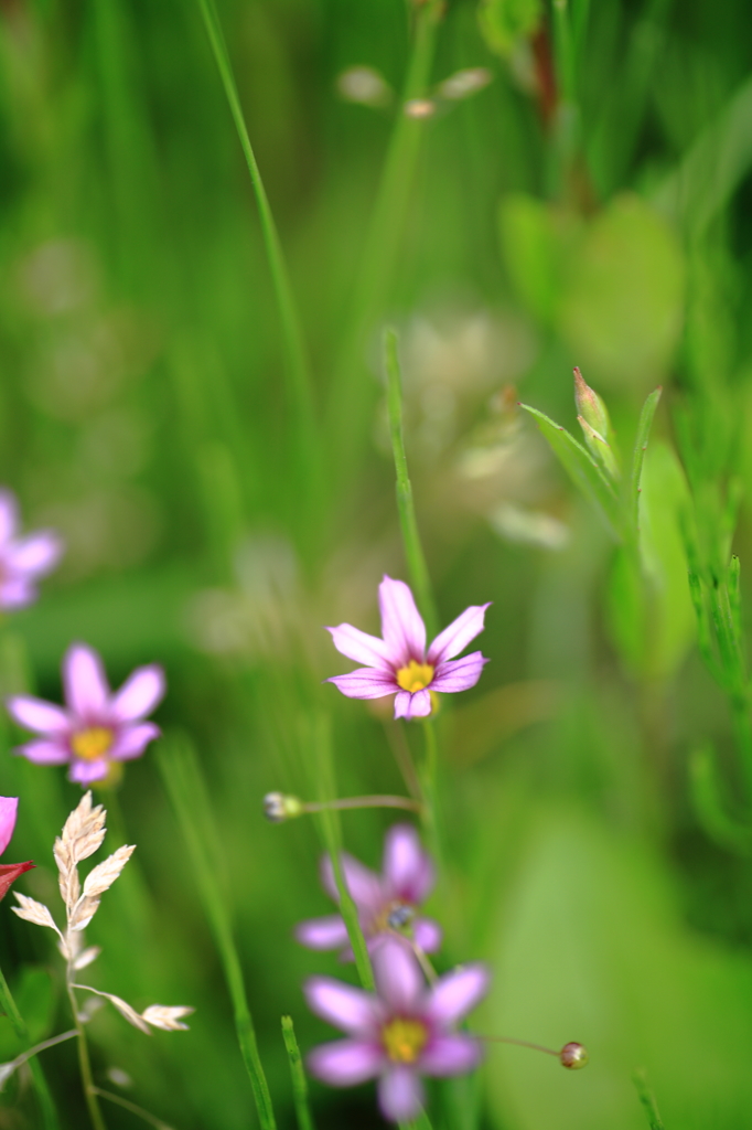 Nature「四季の森」