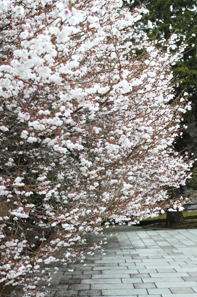 Nature「遠くからは雪のよう」