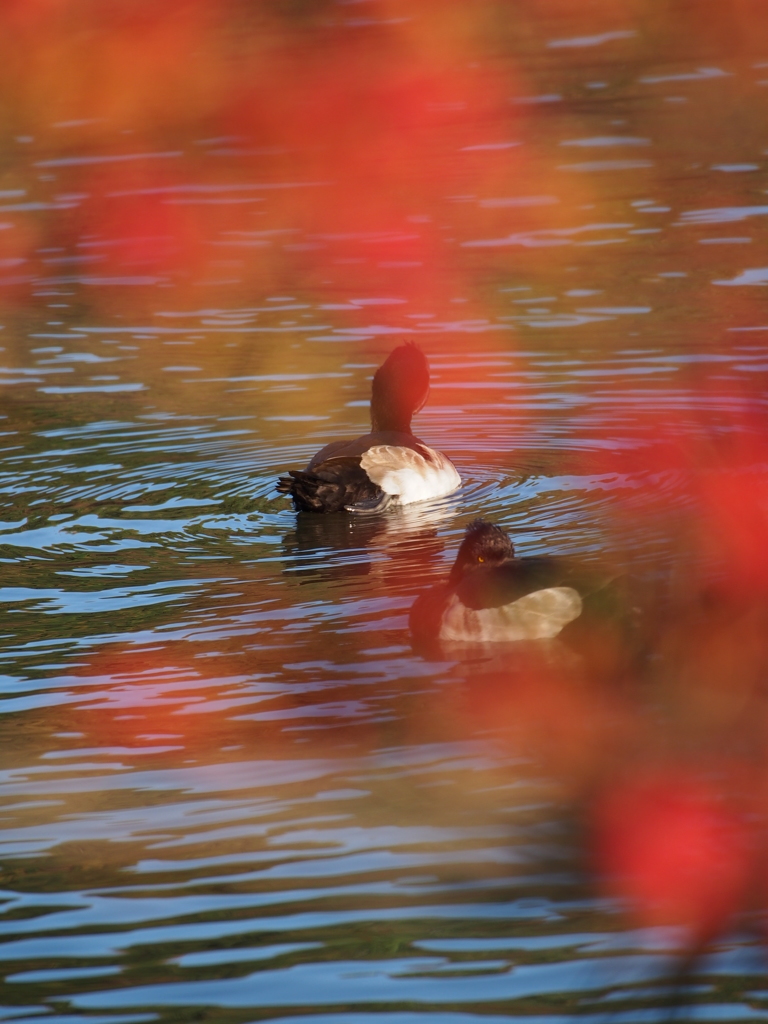 Nature「Autumn」