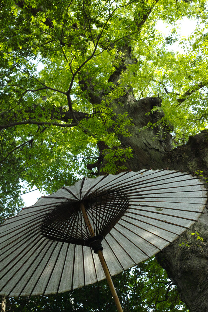 Nature「鎌倉八幡牡丹園」