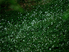 Nature「森の中のちいさな白い花」